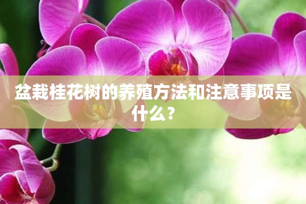 盆栽桂花树的养殖方法和注意事项是什么？