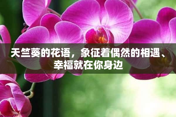 天竺葵的花语，象征着偶然的相遇、幸福就在你身边