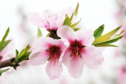 桃花可以水培吗？如何让桃花长出新的花苞？