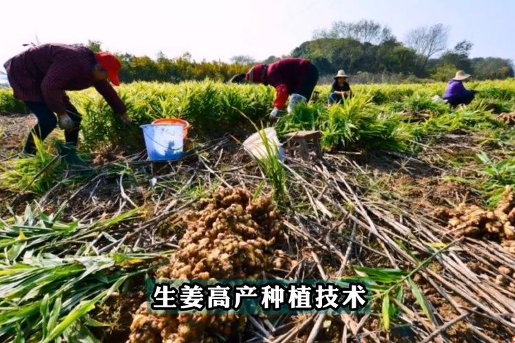 农广天地生姜种植技术视频(生姜的种植技术视频标清)