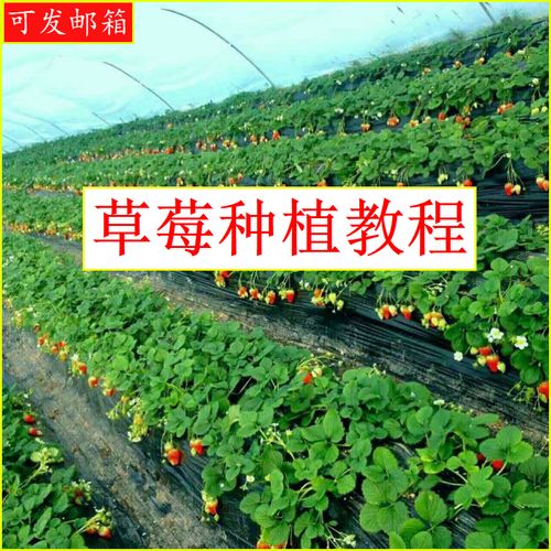 黑龙江草莓种植技术(黑龙江大豆种植技术)