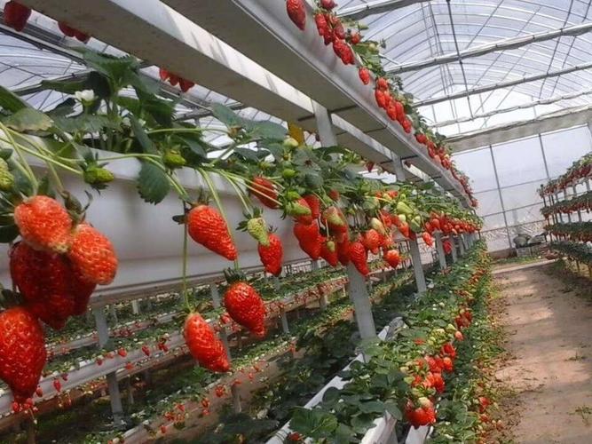 黑龙江草莓种植基地