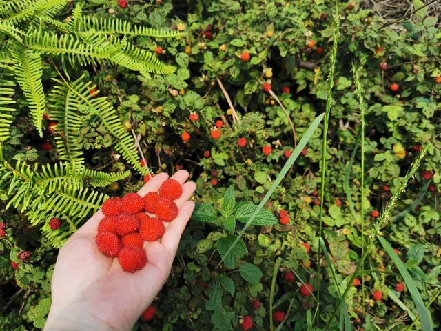 野草莓种植技术(野草莓的繁殖方法?)
