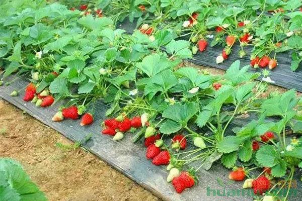 绿色草莓种植技术(绿色种植的意义)