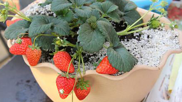 自己在家怎么种草莓(春季在家能种植草莓吗)