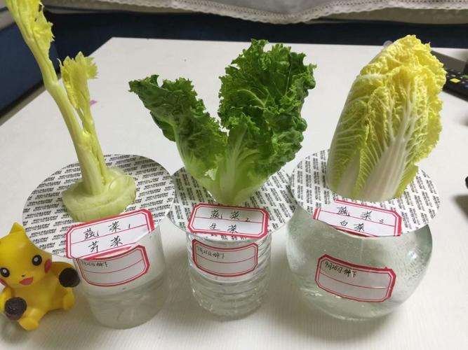 水培蔬菜用具(最新水培蔬菜)