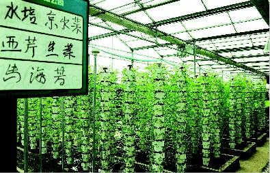 蔬菜栽培种植新技术(2月份种植什么蔬菜)