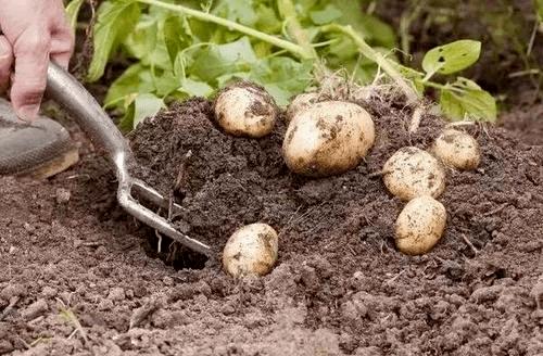 土豆收获后的地种什么蔬菜好(春季适合种什么蔬菜)