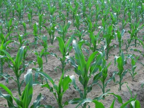夏玉米的种植与管理