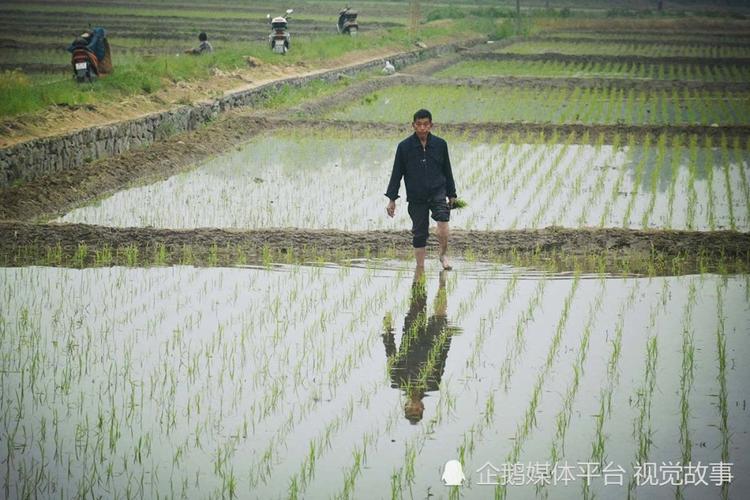 水稻秧苗的管理技术