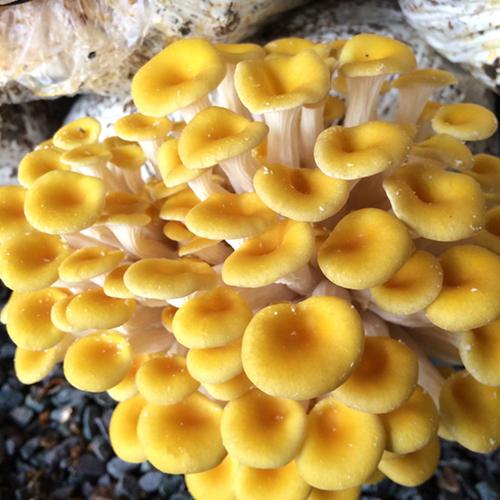 黄蘑菇菌种