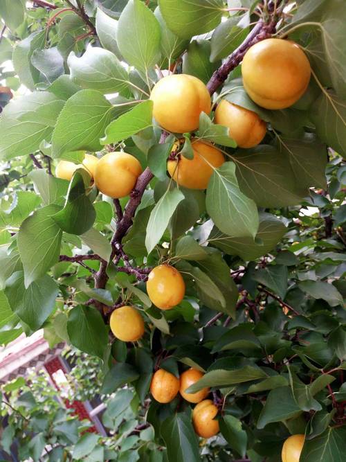 珍珠油杏成熟期