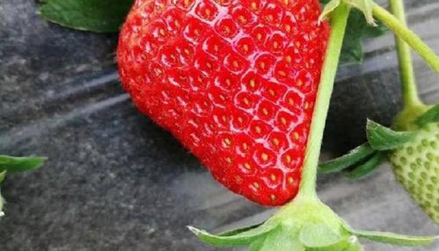 粉玉草莓品种抗病力(粉玉草莓好吃吗)