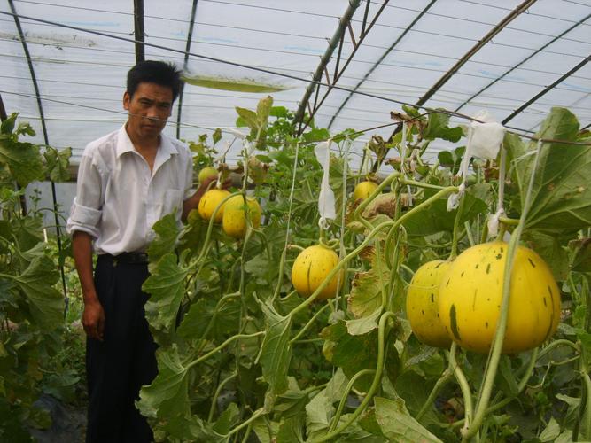 温室厚皮甜瓜一般采用吊蔓式栽培