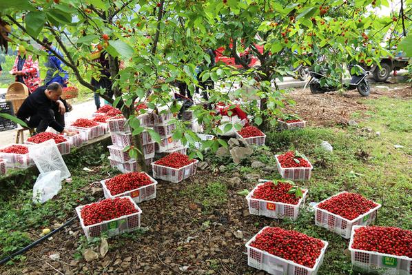 玛瑙红樱桃种植技术