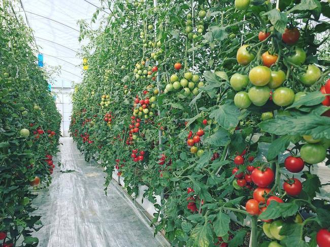 大棚种植番茄高产诀窍