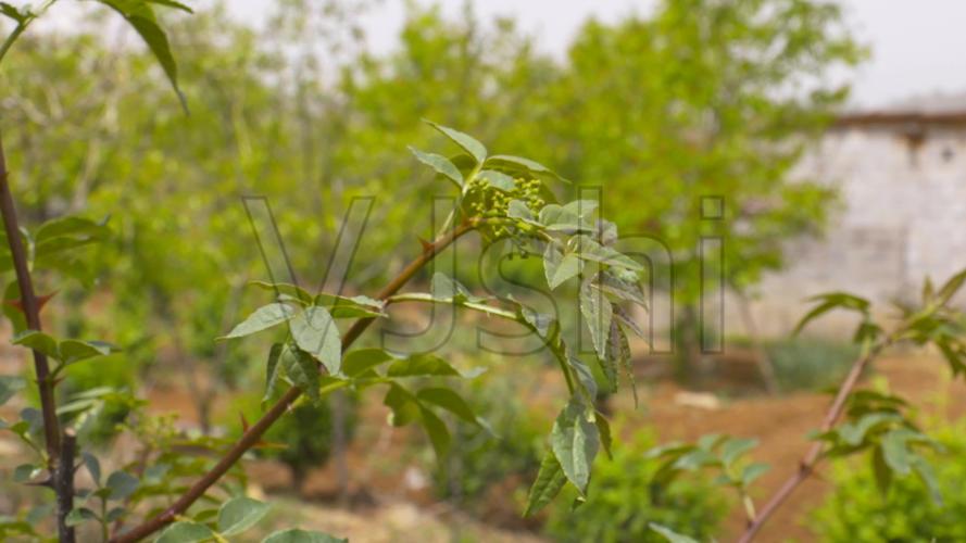 花椒树的栽培技术视频