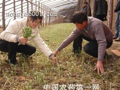 大棚蕨菜种植技术视频(蕨菜养殖)