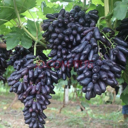黑提葡萄种植技术(黑提葡萄怎么种植)