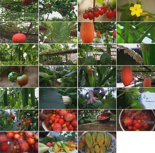 农业科技水果种植技术