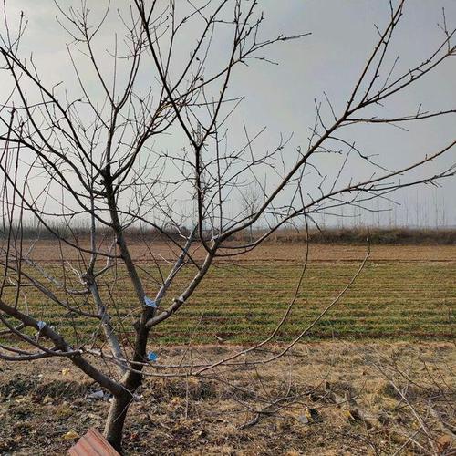 苹果树种植技术(苹果树种植技术视频)