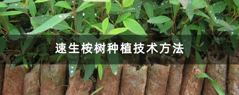广西桉树种植技术