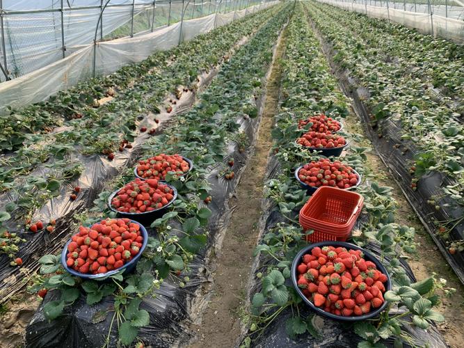 章姬草莓种植技术