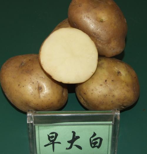 早大白土豆种植技术(早土豆什么时候种视频)