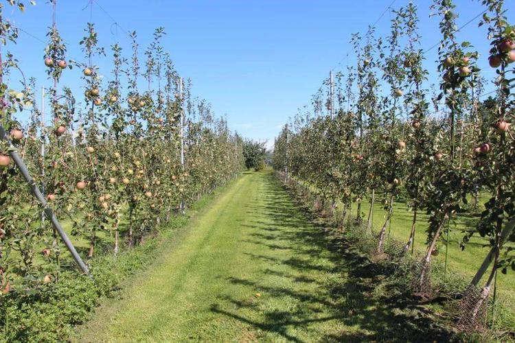 苹果种植对土壤的要求