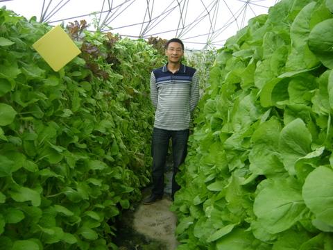 种植无公害蔬菜的技术和所需条件