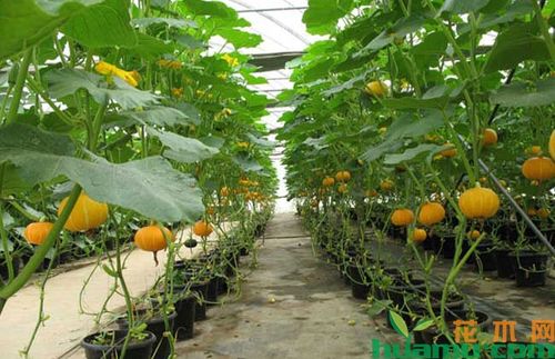 南瓜籽种植技术