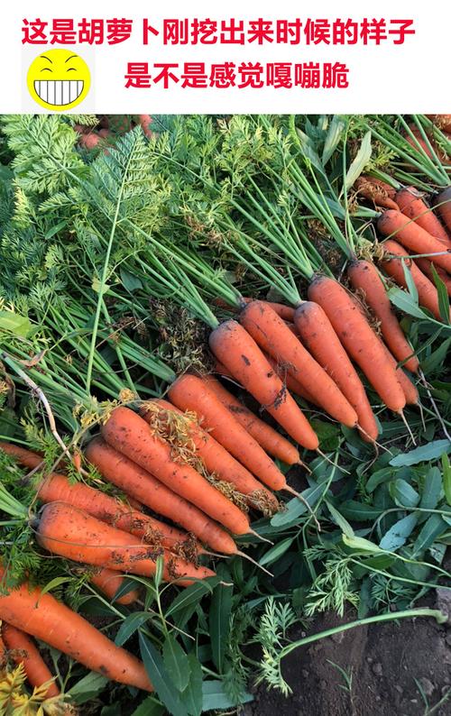 水果胡萝卜种植技术