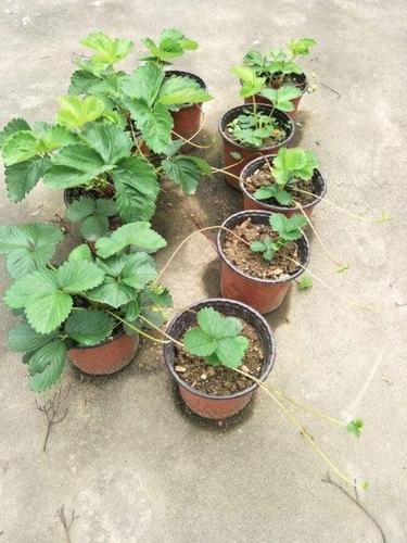 家庭盆栽草莓种植方法