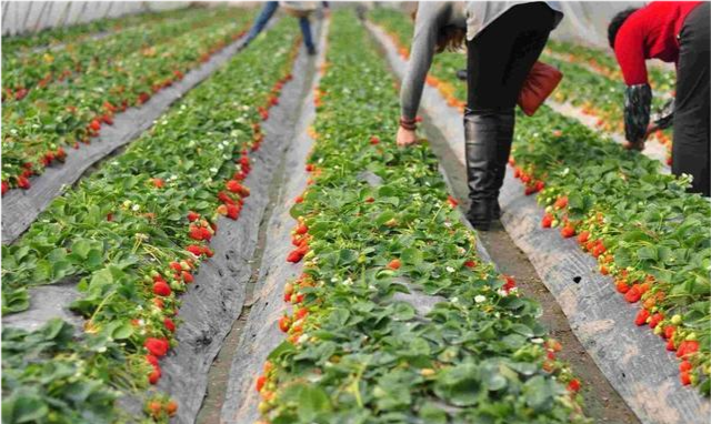 草莓大棚的种植与管理技术要点