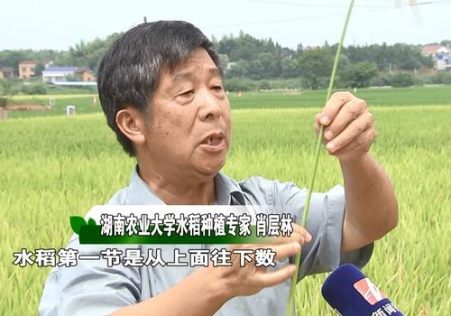 再生稻高产栽培技术要点