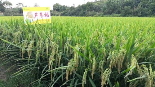 芦苇稻种植技术
