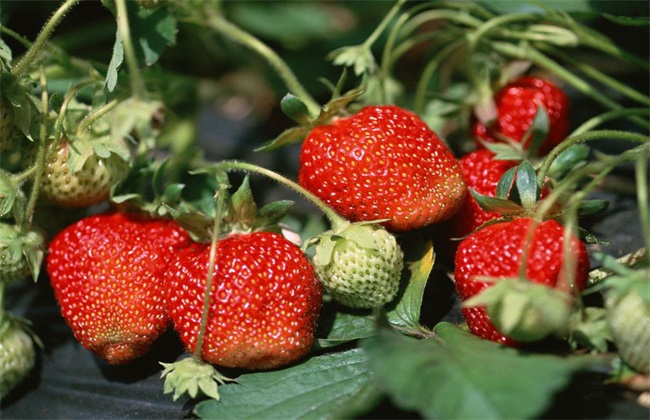 草莓育苗管理技术(草莓种植与管理技术)