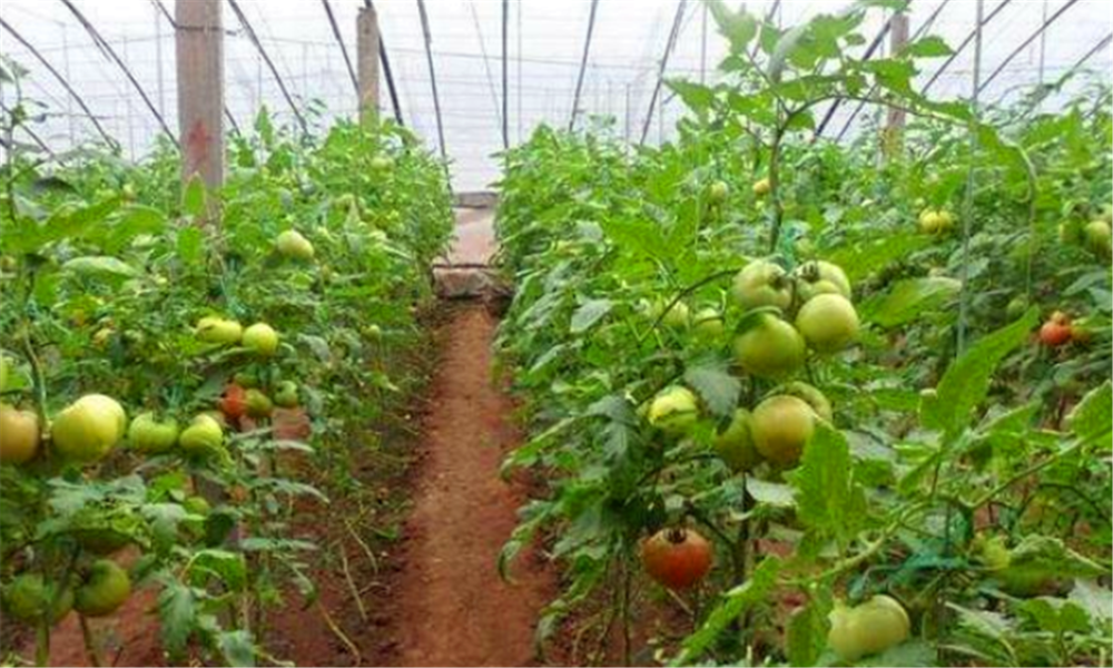 春大棚西红柿种植技术