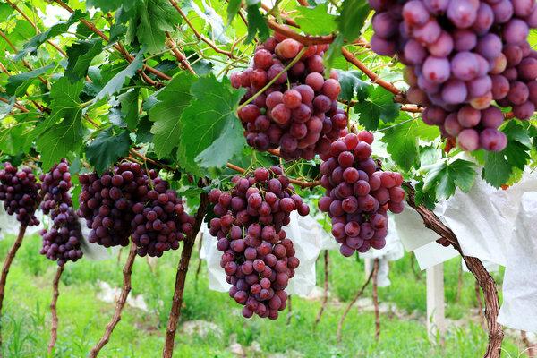 宾川哪里种植的葡萄多