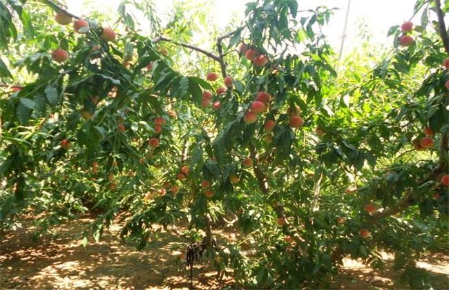 种植桃子如何提高品质