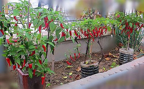 盆栽辣椒种植方法和管理要点