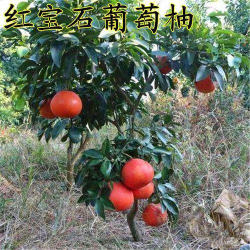 葡萄柚 种植
