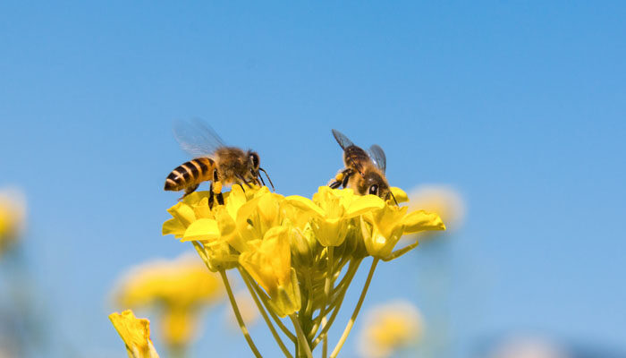 蜜蜂7.jpg