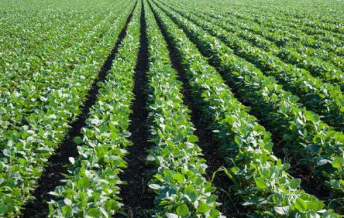 大豆高产栽培技术方案