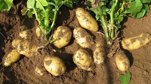 秋土豆怎么种植