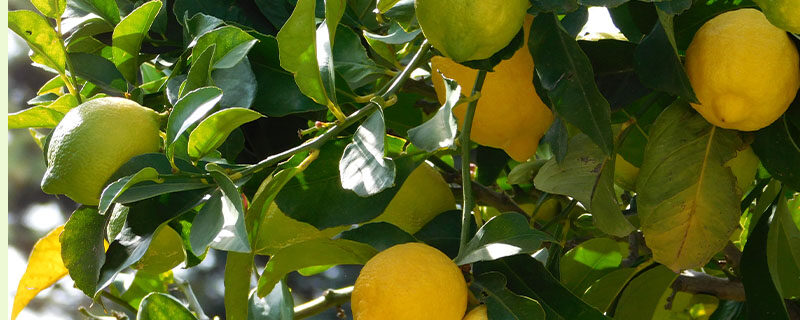 柠檬树2.jpg