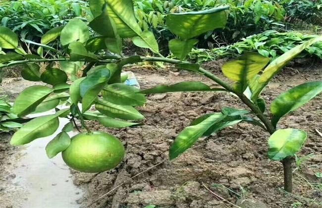 沙田柚的种植条件(容县沙田柚种植基地)