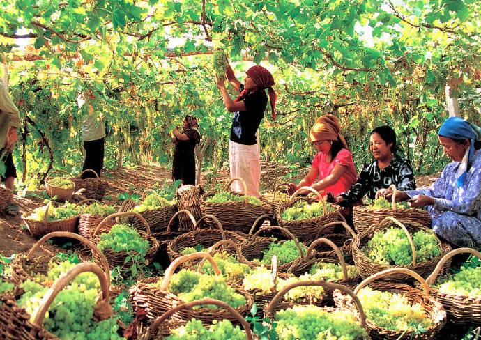 吐鲁番葡萄种植条件