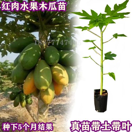 番木瓜的种植方法和管理