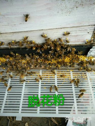 新养蜜蜂开始采花粉代表什么(蜜蜂采花粉回来怎样处理)